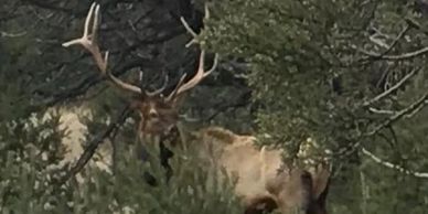 Elk Hunting in Arizona