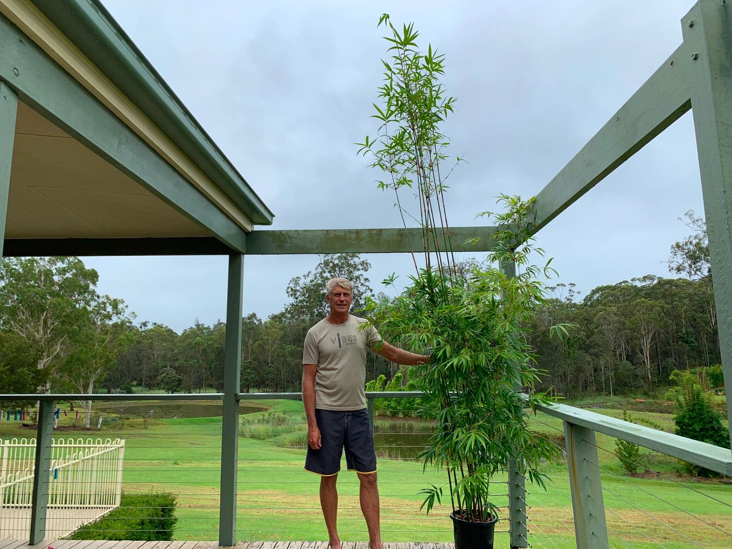 Bamboo Plants for Sale NSW Bamboo