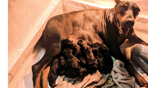 Kharlee with our latest litter born 1-10-2024 6 boys and 3 girls