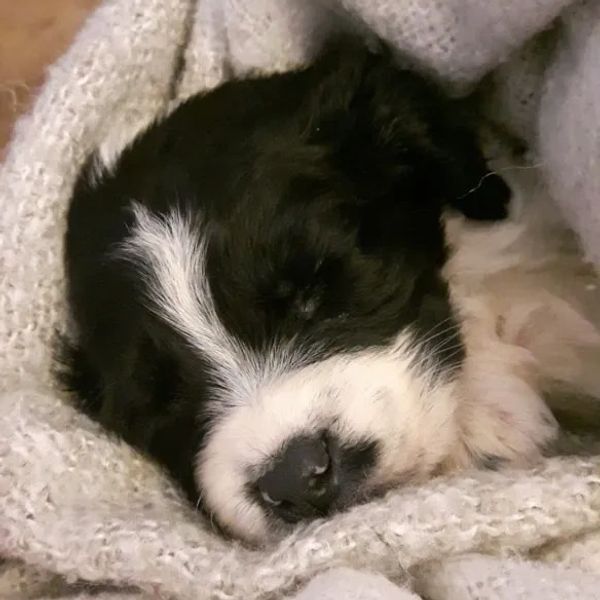 A cute puppy wrapped in a blanket