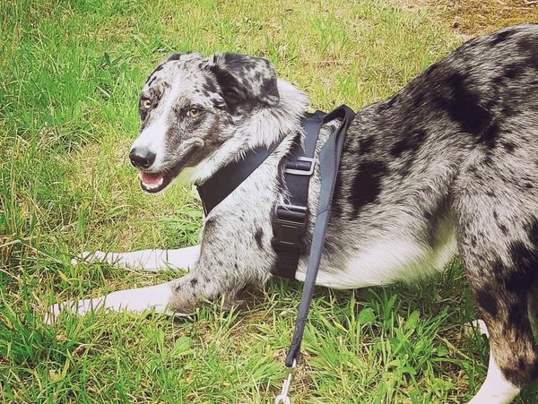 Lily, the border collie's soft eyes, "smile" and play bow all say, "play with me!"