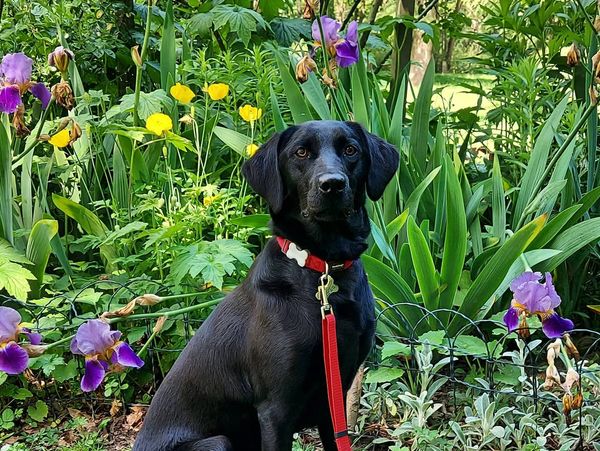 Keira the pedigree Labrador retriever poses majestically infront of the blooming irises 