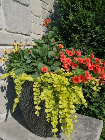 Pot d'annuelles