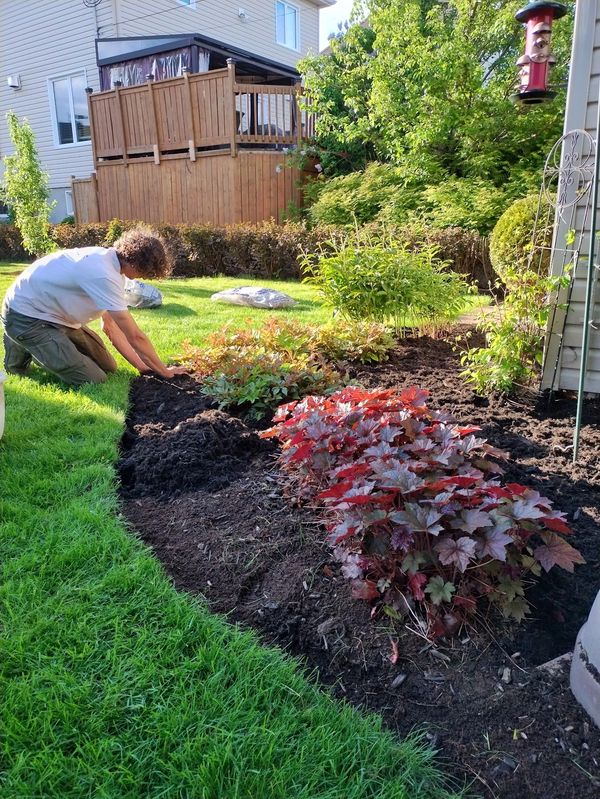 Homme qui met du paillis noir dans une plat-bande