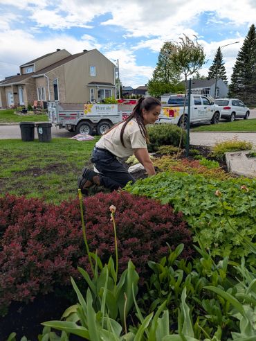 A gardener tending to plants in a residential front yard on a sunny day.
