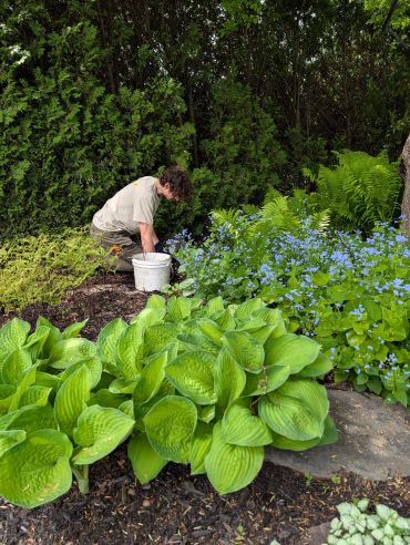 Person gardening surrounded by lush green plants and blue flowers.