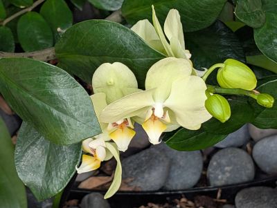 Delicate pale yellow orchids blooming among lush green leaves and smooth stones.