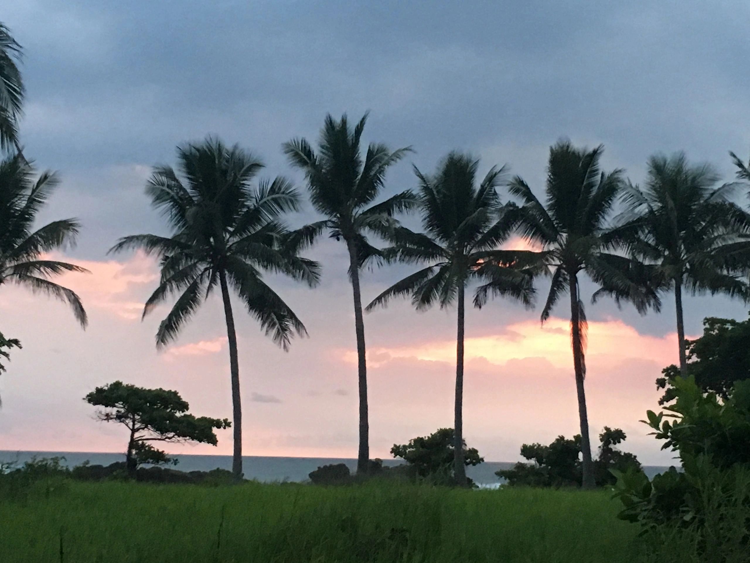 Palm trees silhouetted against a colorful sunset sky by the ocean.