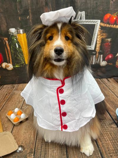 Dog dressed as a chef.