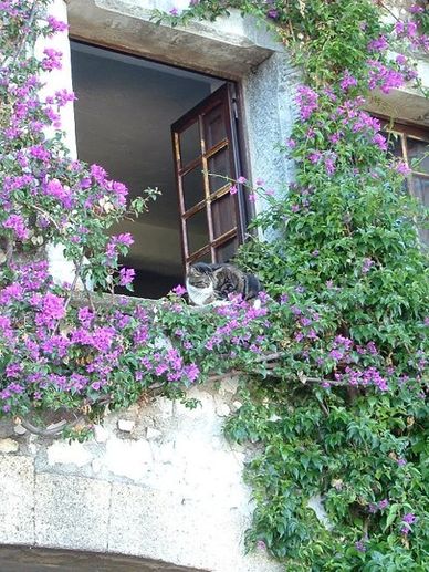 Cat resting on a windowsill surrounded by blooming purple flowers.