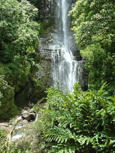 A lush green forest with a tall waterfall cascading down rocks.