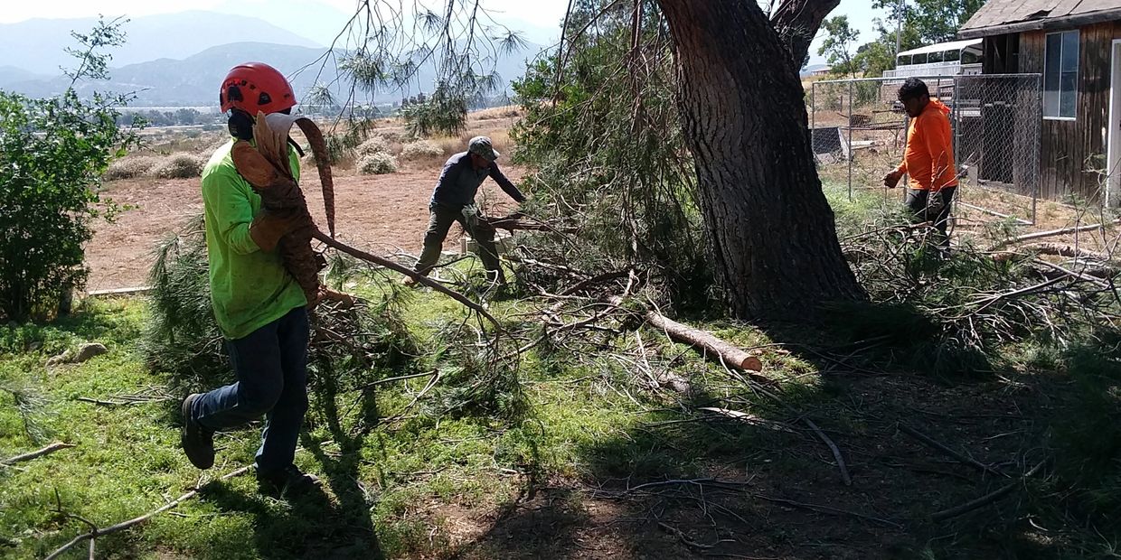 Discount Tree Care Inc