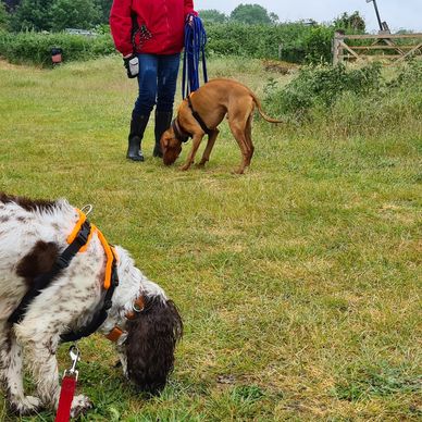 One-on-One Dog Training in Bromsgrove
