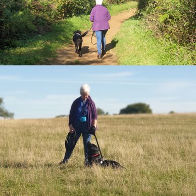 General Obedience Training for Dogs in Bromsgrove