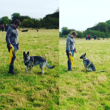 Behavioural Training for Dogs in Bromsgrove