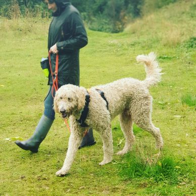 Rescue Dog Training in Bromsgrove. Suitable for new rescue dog owners seeking expert training.

