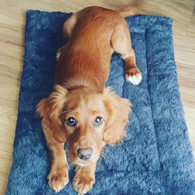 Essential puppy training is ideal for new pet owners in Bromsgrove and nearby areas

