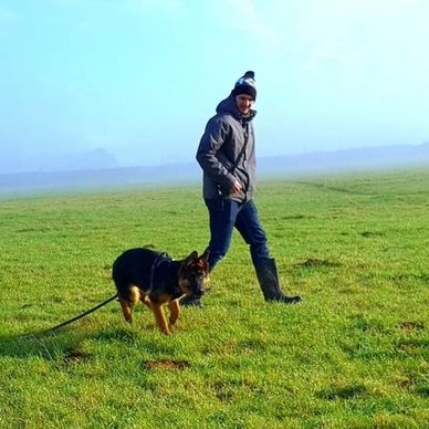 Adolescence Training for Dogs in Bromsgrove