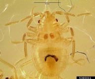 Nymph Bed Bug (Baby)
