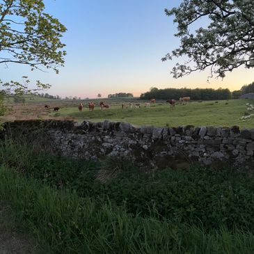 Cows graze peacefully in a green pasture at sunset behind a stone fence.