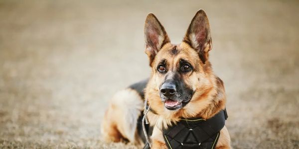 K9 Patrols
