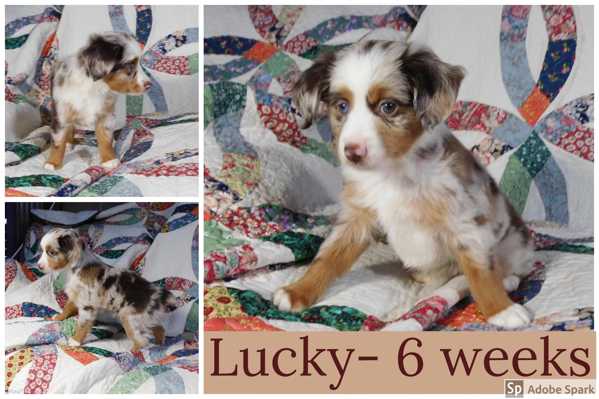 PUPPIES Fetching Toy Aussies