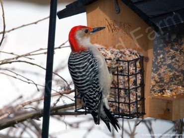 Male Red-bellied Woodpecker
Mulmur, Ontario