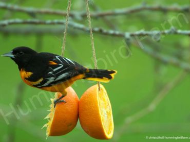 Male Baltimore Oriole,
Mulmur, Ontario 2020