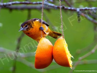 Female Baltimore Oriole,
Mulmur, Ontario 2020