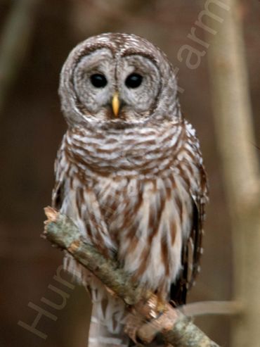 Barred Owl
Mulmur, Ontario 2020