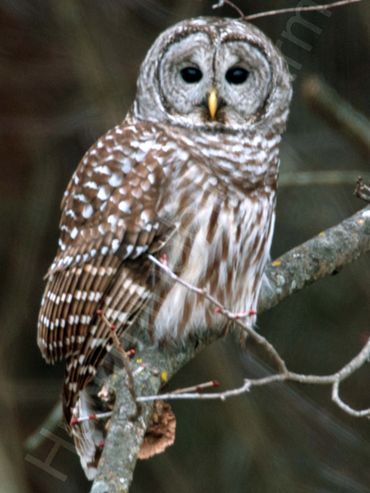 Barred Owl
Mulmur, Ontario 2020