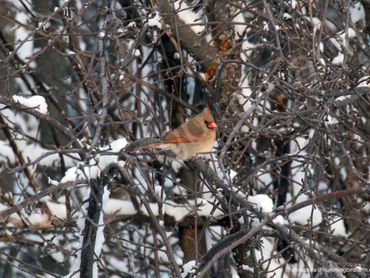 Female Northern Cardinal,
Mulmur, Ontario