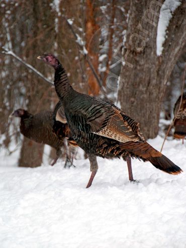 Female Wild Turkey
Mulmur, Ontario
