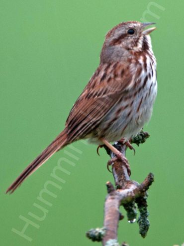 Song Sparrow,
Mulmur, Ontario
