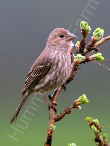 Female House Finch
Mulmur, Ontario