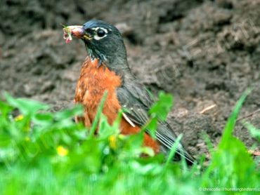 American Robin
Mulmur, Ontario