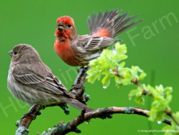 Male & Female House Finch
Mulmur, Ontario