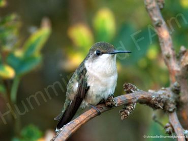 Female Ruby-throated Hummingbird
Mulmur, Ontario
