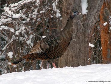 Female Wild Turkey
Mulmur, Ontario