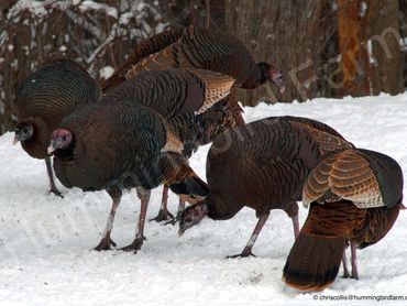 Wild Turkey
Mulmur, Ontario