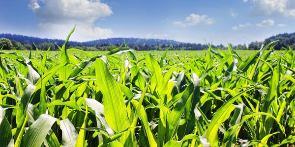 Cornfield 