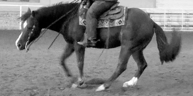 Vaughn Knudsen teaching a horse a balanced spin. The online course: basic through advanced.