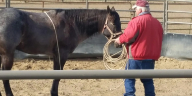 Save on the course, the tools, and the support to guide your horsemanship journey.