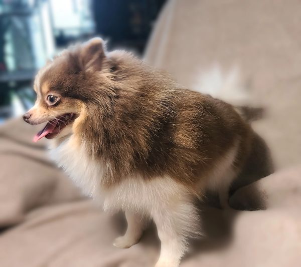 Thelma is a tri-colored AKC registered pomeranian. 