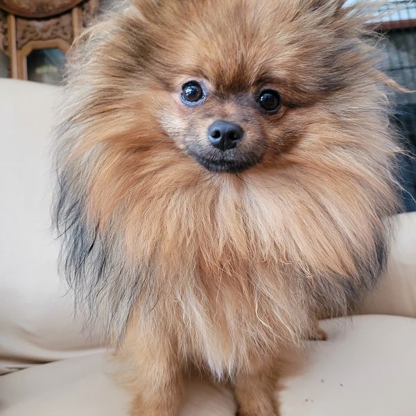 Rasputin has a wonderful rough. His longer nose makes him a fox faced pomeranian.
