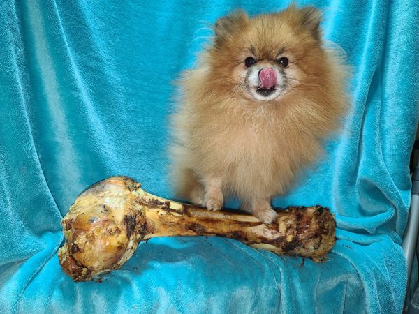 this CKC Champion Pomeranian is smaller than his bone. The perfect pet for taking everywhere.