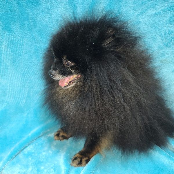 Hawkeye is a CKC Champion Pomeranian. It is hard to see his ears in that thick pomeranian coat.