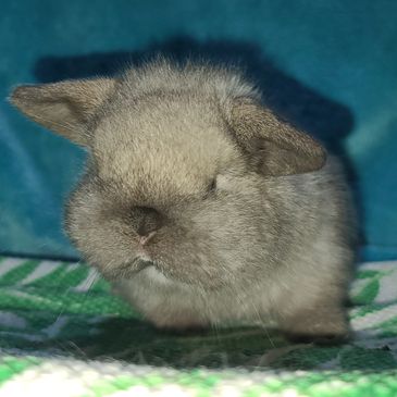 Baby holland lops will grow to be only 4 pounds.  the perfect pet if you have limited space. 