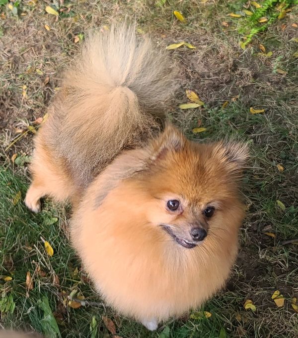 Cinderella is an orange sable CKC registered pomeranian dog.