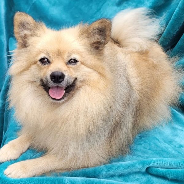 Larger Pomeranians can be the perfect pet for people with young children.